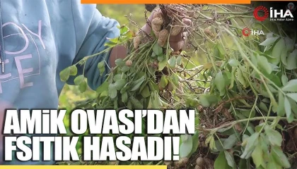 Depremin yaralarının sarıldığı Amik Ovası'nda bereketli fıstık hasadı