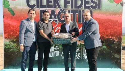 Depremzede çiftçilere 500 bin çilek fidesi dağıtıldı