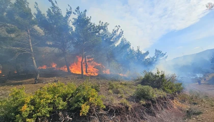 Hatay'da orman yangını