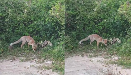 Hatay'ın yaylalarında tilki dostluğu