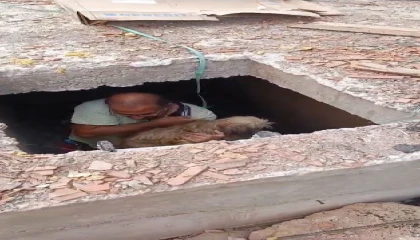 Havuz makine dairesi inşaatına düşen köpeği inşaat çalışanları kurtardı