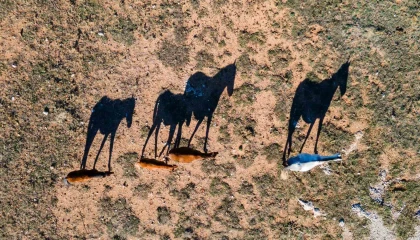 Ispartanın Adada Antik Kentinde yılkı atları görsel şölen sundu
