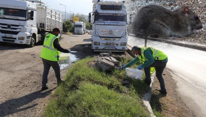 İstilacı farelerle mücadele için çalışma başlatıldı