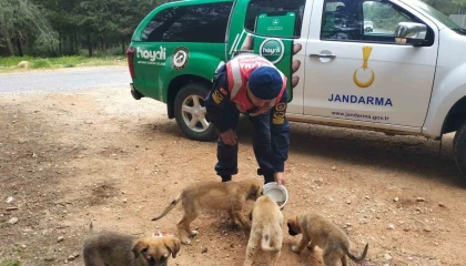 Jandarmadan sokak hayvanlarına destek
