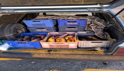 Kaçak avlanılan 151 kilogram sazana el konuldu