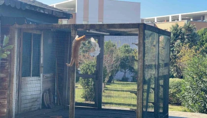 Kafesin içerisindeki güvercini yakalamaya çalışan kedinin gülümseten mücadelesi kameraya yansıdı