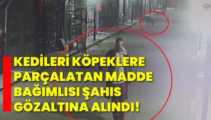 Kedileri köpeklere parçalatan madde bağımlısı şahıs gözaltına alındı