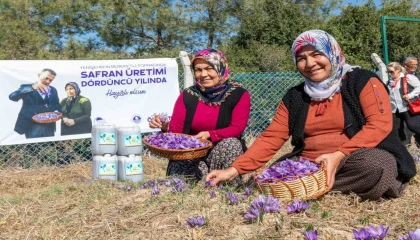 Mersin Yenişehirde safran üretimi 4. yılına girdi