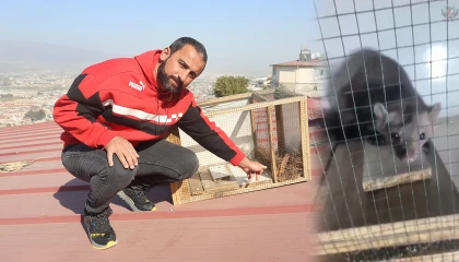 Otuz hayvanını telef eden sansarı, 20 gün süren sabırla yakalasa da bir gece elinde tutamadı