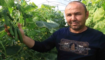 Salatalık üreticisinin yüzünü güldürdü
