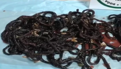 Yasadışı gece kelebeği avına 380 bin TL ceza