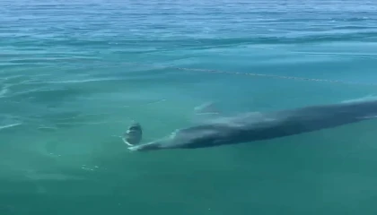 Yunusların balık avı