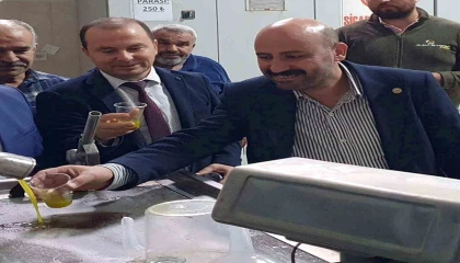 Zeytinde verim arttı, yağın fiyatı 160 TLye kadar düştü