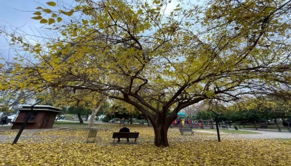 Adanada yapraklarını döken ağaçlar görsel şölen sundu