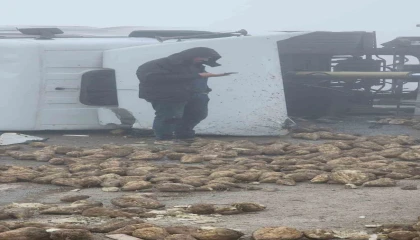 Afşinde pancar yüklü tır devrildi