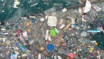 Akdenizde oksijen seviyesini düşüren kirlilik: Mersin ve İskenderun körfezleri öne çıkıyor