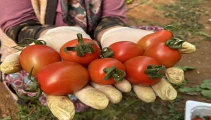 Aksuda 2024 yılı örtü altı tarım verilerinde büyük artış