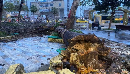 Antalyada aşırı yağış ve fırtına asırlık çınar ağacını devirdi
