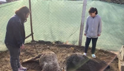 Beslediği kuzuların öldüğünü gören küçük kız gözyaşlarını tutamadı