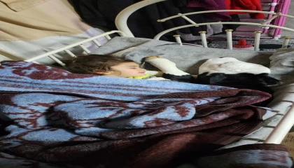 Depremzede aile buzağının hayatını çadırda kurtarıyor