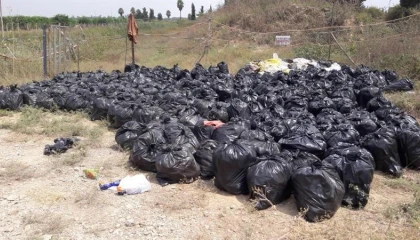 Dökülen ya da ağaçta kalan narenciye Akdeniz Meyve Sineği popülasyonunu artırıyor