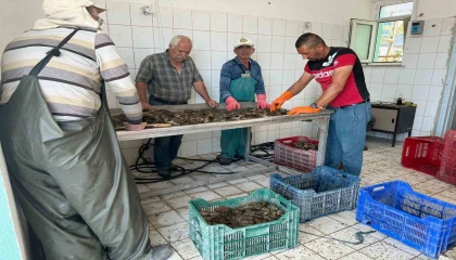 Eğirdir Gölünde kerevit bereketi, 498 ton üretimle yüzler güldü