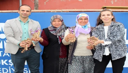 Elmalıda safran soğanı dağıtımı yapıldı