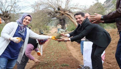 Fekede sahlep fidanları toprakla buluştu