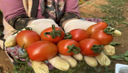Halde işlem gören domates miktarı düştü, fiyat arttı
