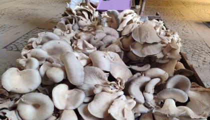 İstiridye mantarı geçim kaynağı oldu