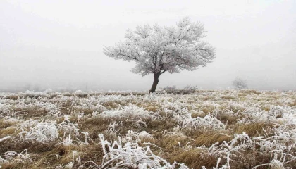 Kahramanmaraşta kırağıdan dolayı ağaçlar beyaza büründü