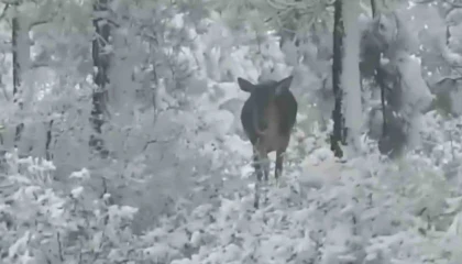 Kar yağışı sonrası yemek arayan kızıl geyikler yol kenarında görüntülendi