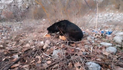 Kayalıklarda mahsur kalan 2 köpek kurtarıldı