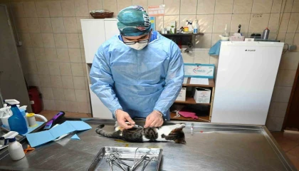 Kemerde Kasım ayında 200 hayvan kısırlaştırıldı