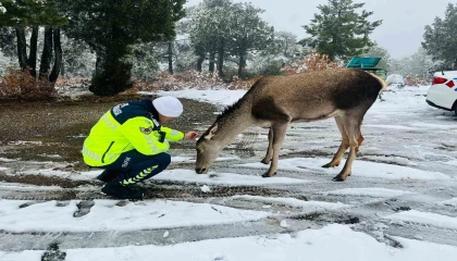 Kızıl geyikten jandarmaya sürpriz ziyaret