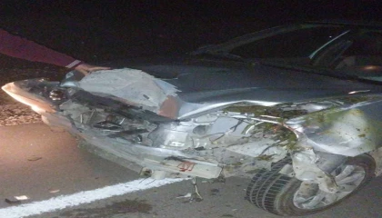 Mersinde trafik kazası 4 hayvan telef oldu