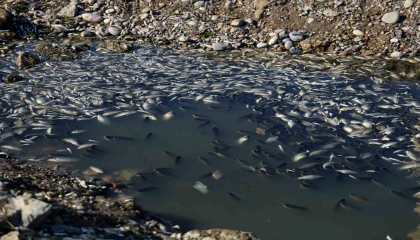 Oksijensiz kalan balıkları çuval çuval topladılar