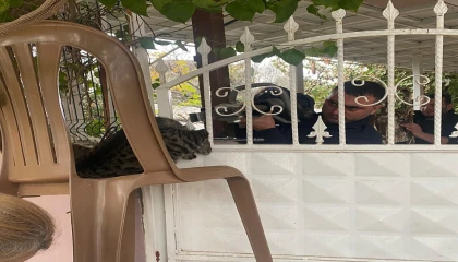 Patisi korkuluğa sıkışan kediyi itfaiye kurtardı