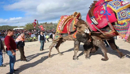 Sezonun ilk deve güreşleri 90 deveyle Kumlucada yapıldı