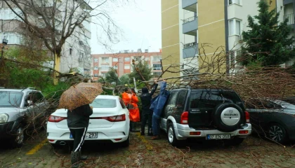 Şiddetli rüzgarın ortadan ikiye ayırdığı ağaç 3 aracın üzerine devrildi