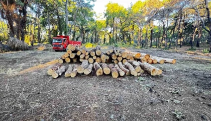 Sorgun Çamlığında yanan ağaçlar kesildi
