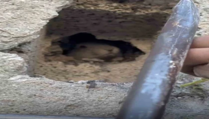 Tahliye bacasına düşen tavşan kurtarıldı