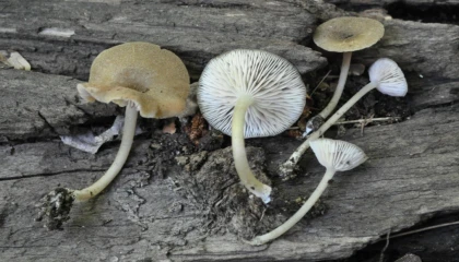 Türkiyede yetişen ‘Entoloma türü 4 yeni mantar keşfedildi