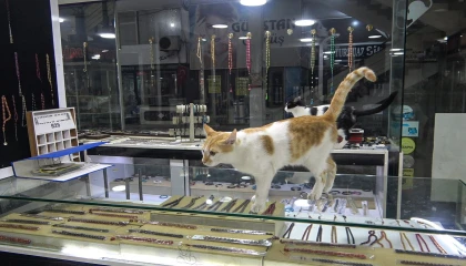 Vitrini takıların yanı sıra kediler de süslüyor