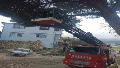 Yayladağında ağaçta mahsur kalan kediyi itfaiye kurtardı