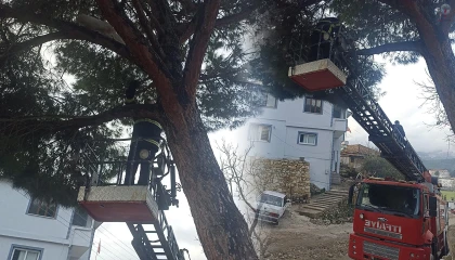 Yayladağı’nda ağaçta mahsur kalan kediyi itfaiye kurtardı