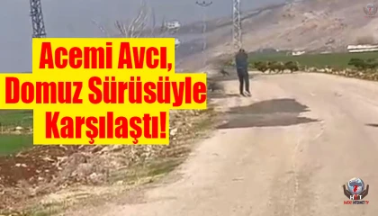 Acemi avcı domuz sürüsünde hedefi tutturamayınca arkadaşı dalga geçti