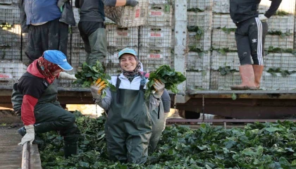 Adanada ıspanak hasadına başlandı