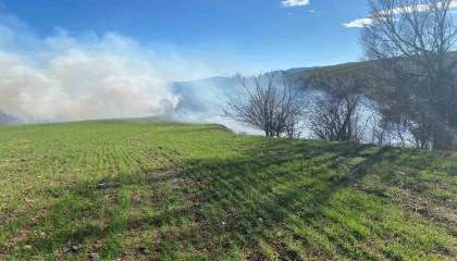 Adanada orman yangını
