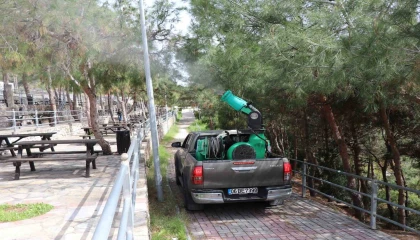 Alanya Belediyesi çam kese böceğine önlem aldı